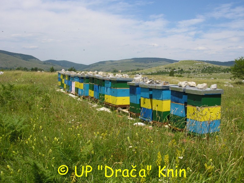 dracaknin (1)